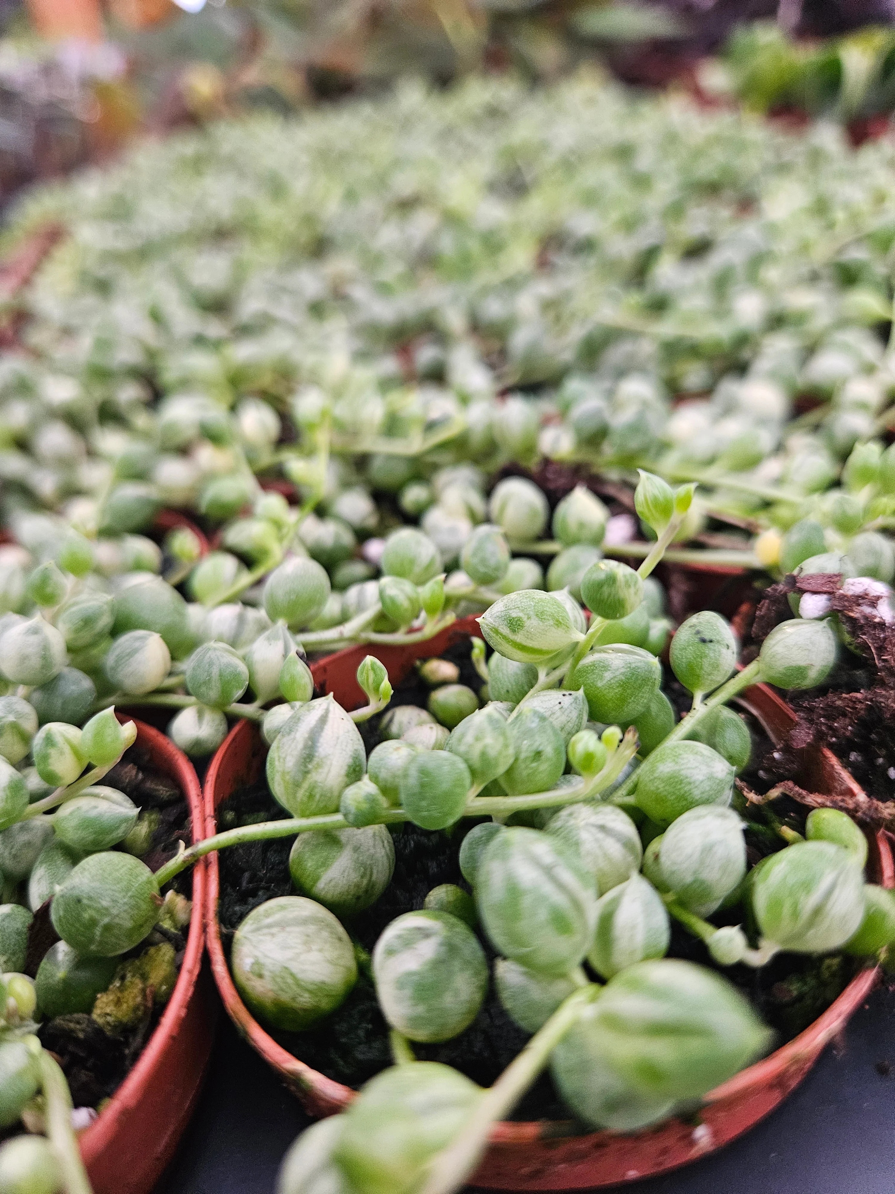 Variegated String of Pearls - Image 7