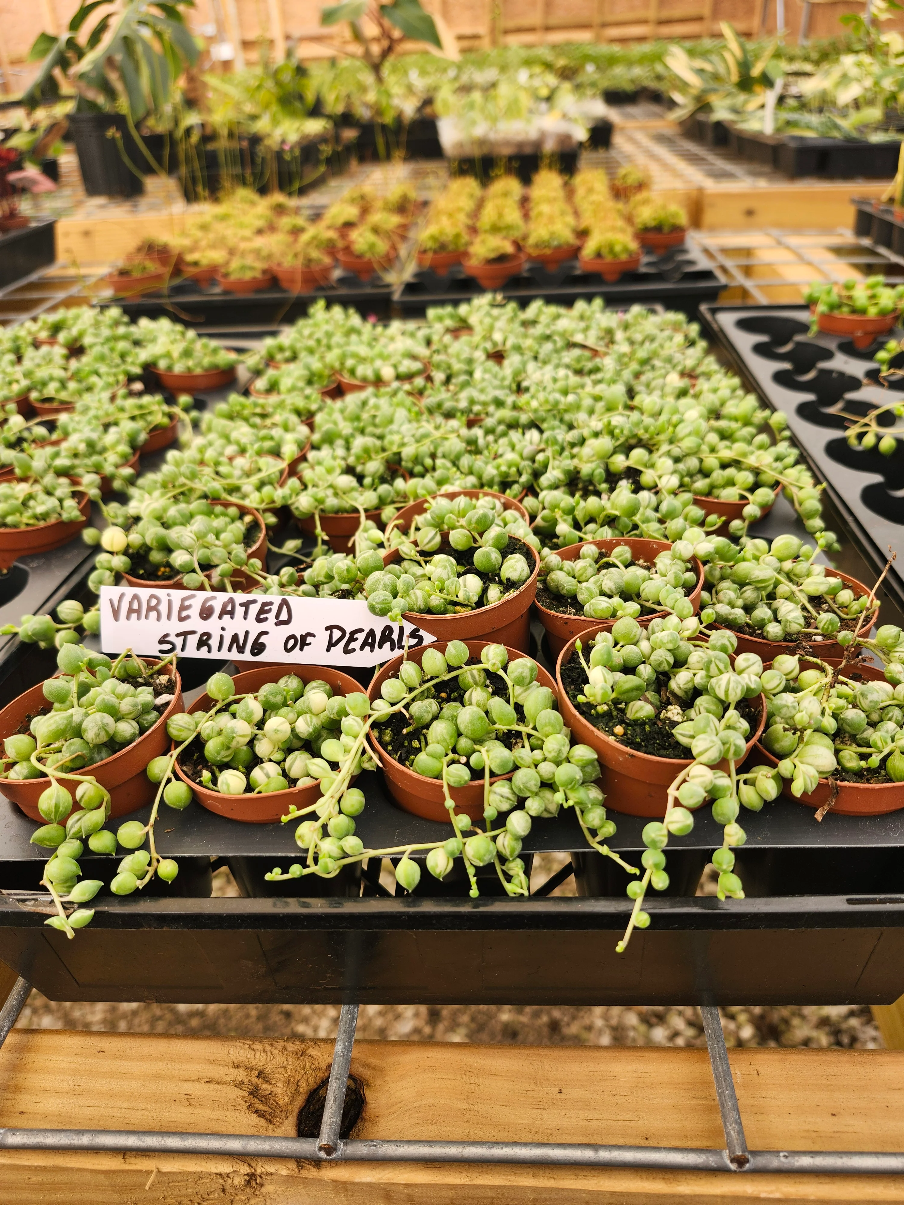 Variegated String of Pearls - Image 8