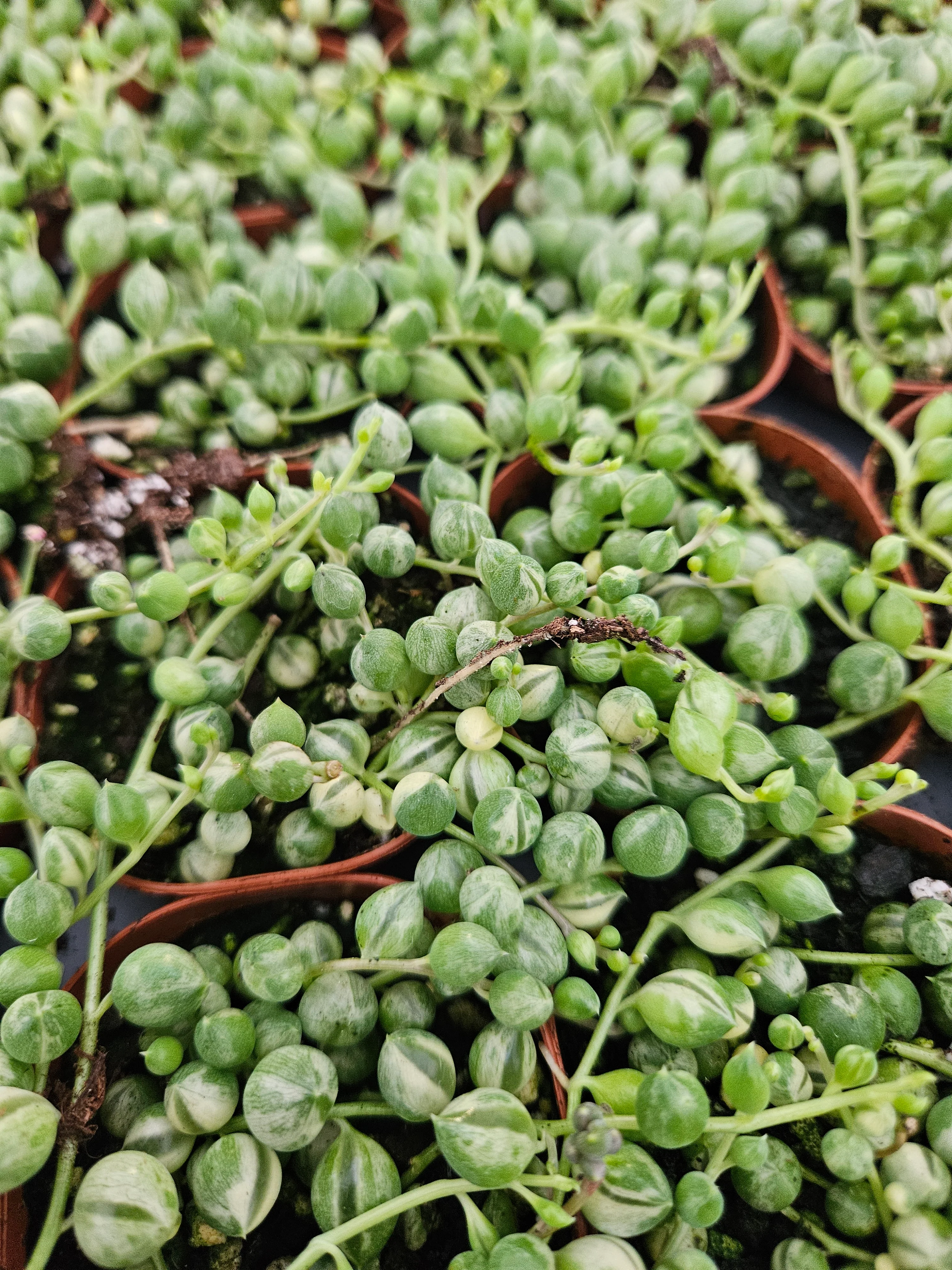 Variegated String of Pearls - Image 9